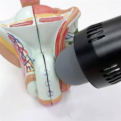 ED 처리를 위한 ESWT 치료 광선 돌 폭파 기계
